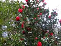 vignette Camellia japonica Kramers suprme au 30 03 10