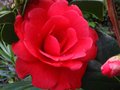 vignette Camellia japonica Coquetti au 30 03 10