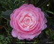 vignette Camlia ' E.G. WATERHOUSE ' camellia hybride williamsii
