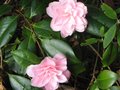 vignette Camellia japonica Cherryll Lynn au 31 03 10