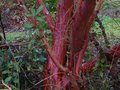 vignette Arbutus andrachnoides au 31 03 10