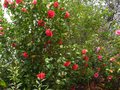 vignette Camellia japonica Kramers suprme au 31 03 10