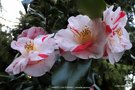 vignette Camlia ' DANTY ( CALIFORNIA )' camellia  japonica