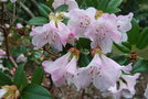 vignette Rhododendron x cilpinense
