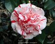 vignette Camlia ' CARTER'S SUNBURST ' camellia japonica