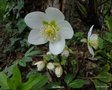 vignette helleborus niger, hellbore