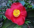 vignette Camlia ' JEAN V ' camellia japonica