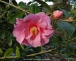 vignette Camlia ' BRIGADOON ' camellia hybride williamsii
