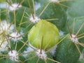 vignette Mammillaria marksiana