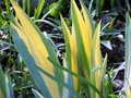 vignette iris pallida variegata
