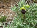 vignette Ophrys sulcata?