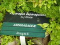 vignette Asparagus asparagoides