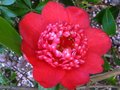 vignette Camellia japonica Bob's Tinsie au 01 04 10