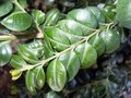 vignette buxus sempervirens rotundifolia