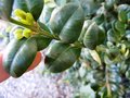 vignette buxus sempervirens rotundifolia