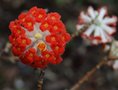 vignette Edgeworthia chrysantha 'Red Dragon'