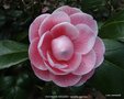 vignette Camlia ' DUCHESSE DECAZES ' camellia japonica