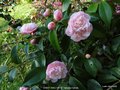 vignette Camlia ' SWEET EMILY KATE ' camellia hybride parfum