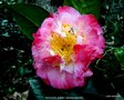 vignette Camlia ' NUCCIO'S  JEWEL ' camellia japonica