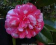 vignette Camlia ' EUGENE LIZE ' camellia japonica