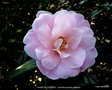 vignette Camlia ' CHARLES COLBERT ' camellia hybride  williamsii
