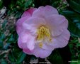 vignette Camlia ' DR TINSLEY ' camellia japonica