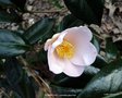 vignette Camlia ' TENDRESSE ' camellia japonica