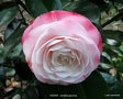 vignette Camlia ' DESIRE ' camellia japonica