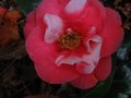 vignette Camellia japonica R L Wheeler variegated au 02 04 10