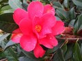vignette Camellia Freedom Bell autre fleur au 02 04 10