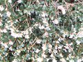 vignette Osmanthus delavayi latifolia trs parfum au 02 04 10