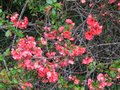 vignette Chaenomeles à fleurs roses doubles au 02 04 10