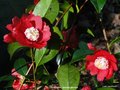 vignette Camlia ' BOKUHAN ' camellia japonica