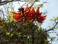 vignette Erythrina coralloides