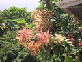 vignette Ruprechtia sp, Seychelles