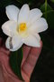 vignette Camellia japonica 'Lily Pons'