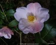 vignette Camlia ' J.C WILLIAMS ' camellia hybride williamsii ???