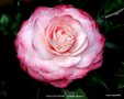 vignette Camlia ' NUCCIO'S  PEARL ' camellia japonica