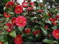 vignette Camlia ' ALEXANDER HUNTER ' camellia japonica