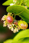 vignette Chrysobalanaceae - Zikak (Icaque) - Chrysobalanus icaco