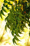 vignette Meliaceae - Neem - Arbre  chapelets - Melia azerdarach