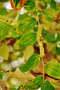 vignette Rhamnaceae - Jujube - Zizyphus jujuba