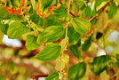 vignette Rhamnaceae - Jujube - Zizyphus jujuba