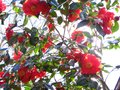 vignette Camellia japonica Grand Prix toujours immense et bien fleuri au 03 04 10