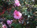 vignette Camellia Williamsii Mary Phoebe Taylor et ses trs grandes fleurs au 03 04 10