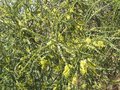 vignette Acacia pravissima en fleurs au 03 04 10