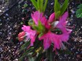 vignette Rhododendron Booskop Ostara qui en termine au 03 04 10