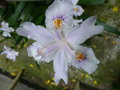 vignette iris japonica 