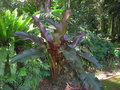 vignette Heliconia metallica rubra, Victoria, Seychelles