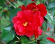 vignette Camellia japonica 'Wildfire'   (Nuccio Nurseries, USA 1955)